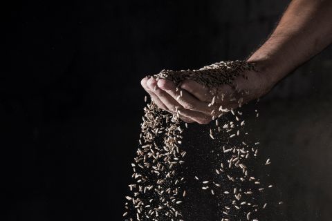 Photo of grain spilling out of a hand to illustrate the article Learning From the Parable of the Rich Fool 