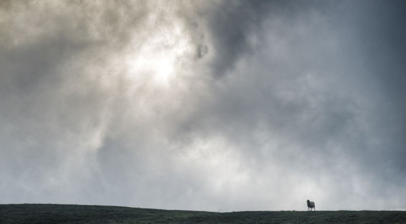 Photo of a lone sheep in the distance to illustrate the article Learning From the Parable of the Lost Sheep