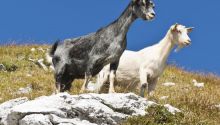 Leviticus 16 and the Day of Atonement