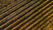 Aerial view of a vineyard with only one person visible to illustrate the article Parable of the Two Sons Explained.