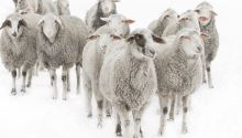 Parable of the Sheep and the Goats