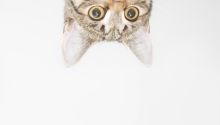 The Curious Conundrum of Curiosity