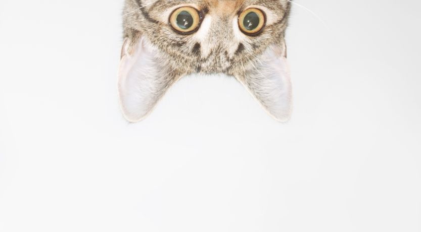 The Curious Conundrum of Curiosity