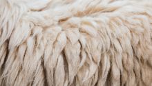 Photo of fleece, representing God's miracles to reassure Gideon, to illustrate the article The Growing Faith of Gideon