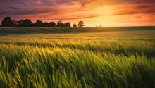 Beautiful photo of peaceful sunset over productive land to illustrate the article The Spiritual Meaning of Jubilee.