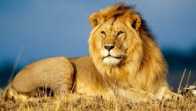 Lion of the tribe of Judah