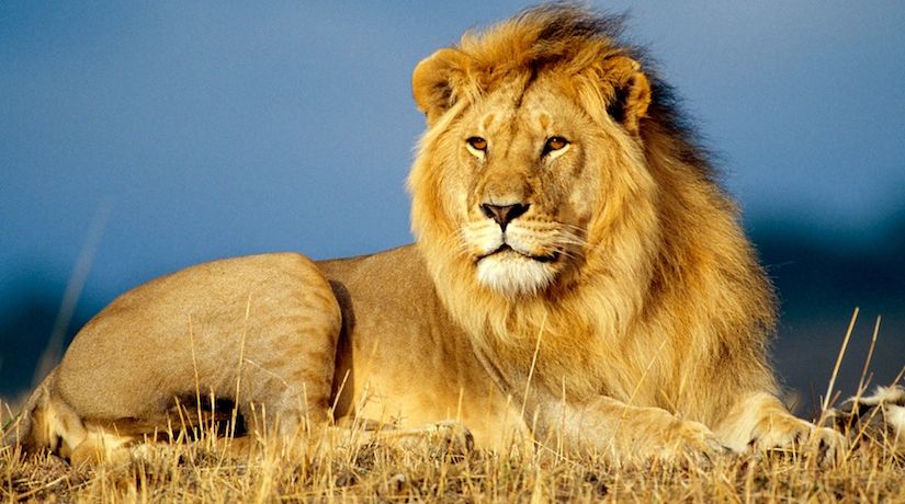 Lion of the tribe of Judah