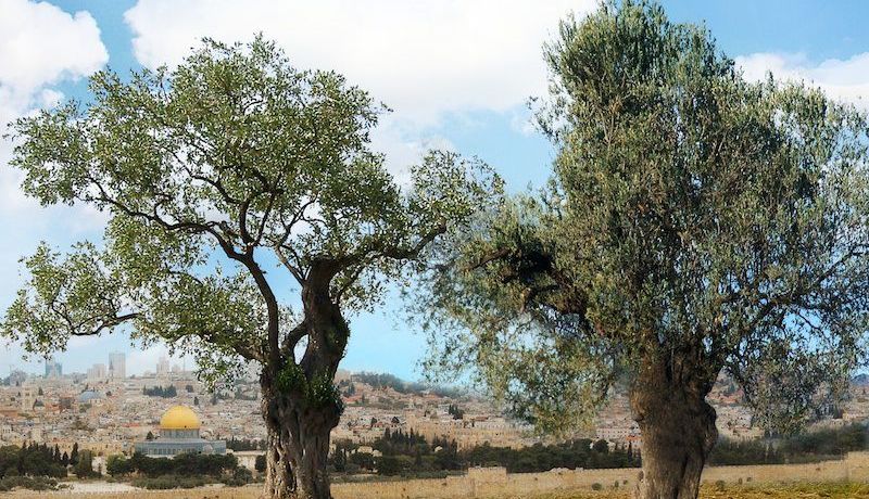 Two olive trees represent the two witnesses of Revelation 11.