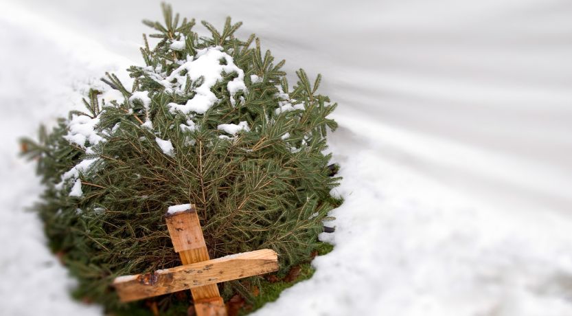 We Didn’t Celebrate Christmas Last Year. Here’s Why
