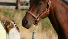 Will God Resurrect Animals?